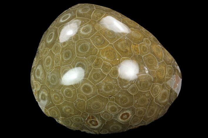 Polished Fossil Coral (Actinocyathus) Head - Morocco #128175